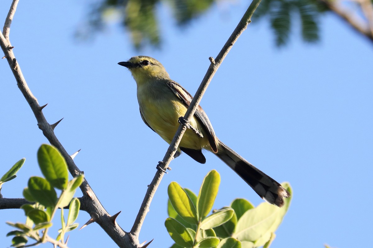 Greater Wagtail-Tyrant - Stephen Gast