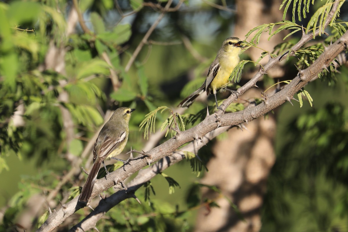 Greater Wagtail-Tyrant - ML616757049