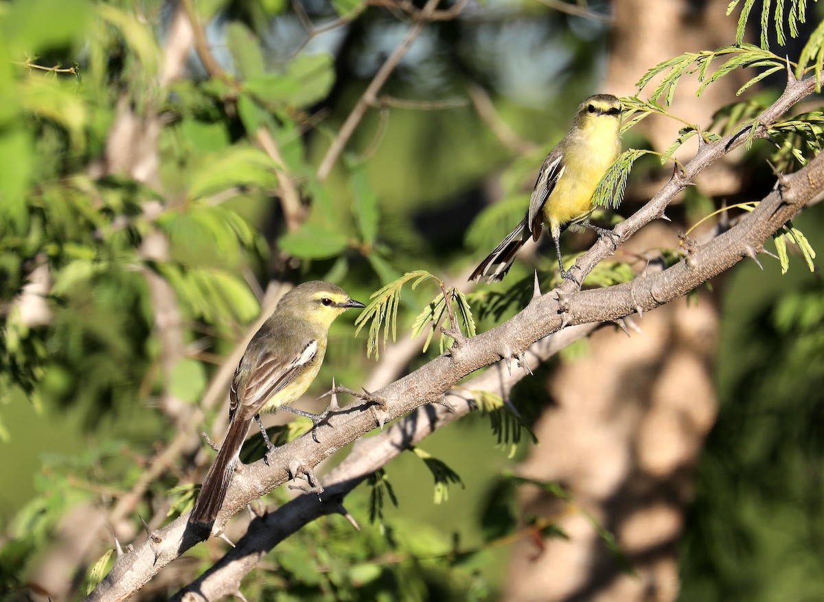 Greater Wagtail-Tyrant - Stephen Gast