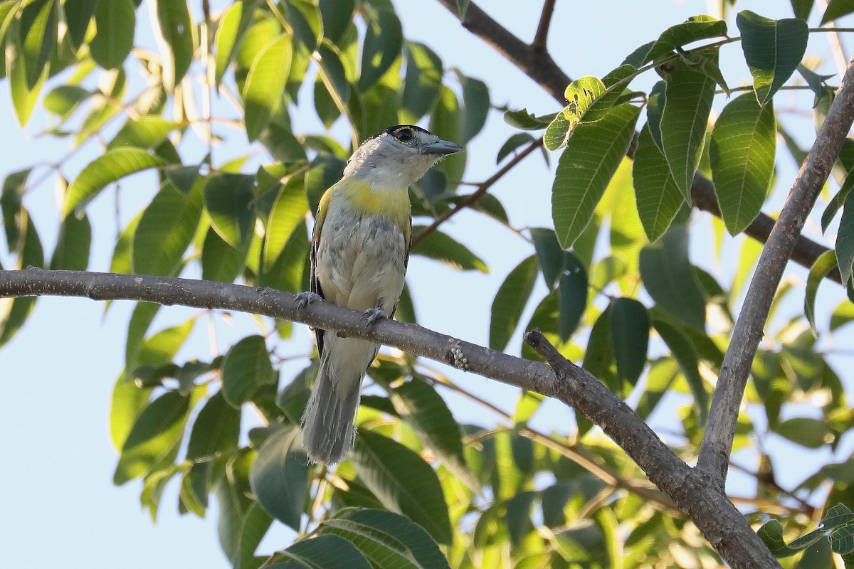 Green-backed Becard - Stephen Gast