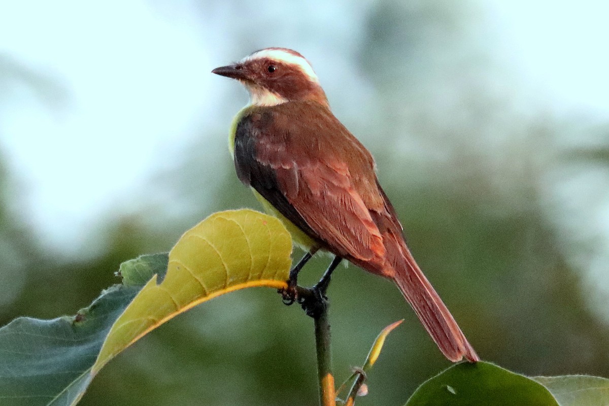 Social Flycatcher - Stephen Gast