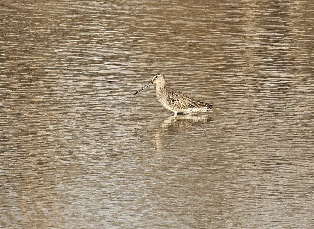 Long-billed Dowitcher - ML616757094