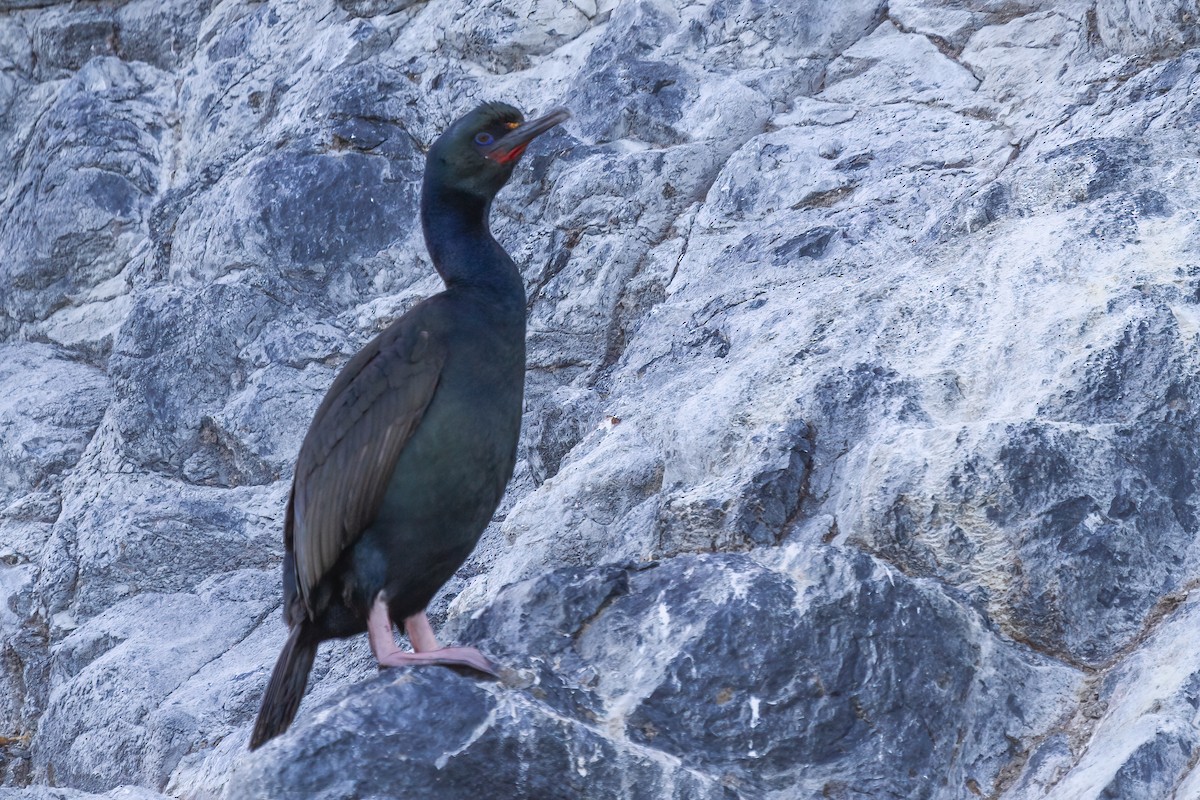 Stewart Island Shag (Otago) - Glenda Rees