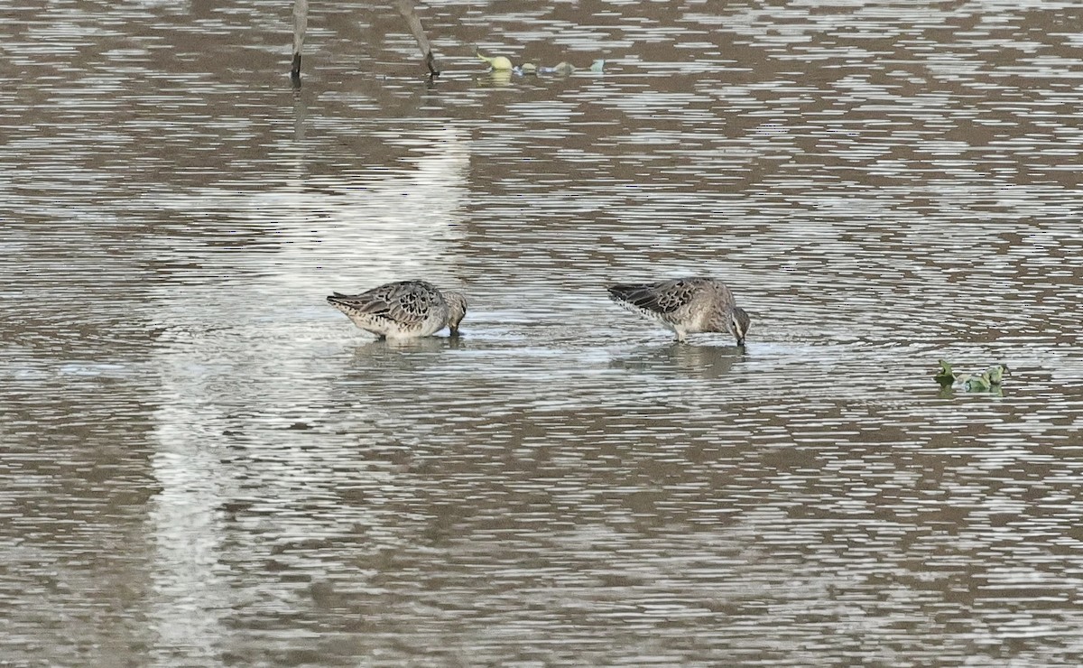Long-billed Dowitcher - ML616757112