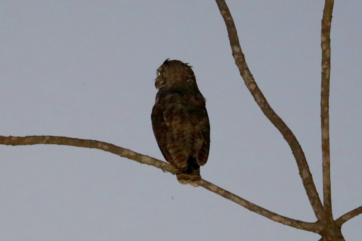 Striped Owl - Stephen Gast