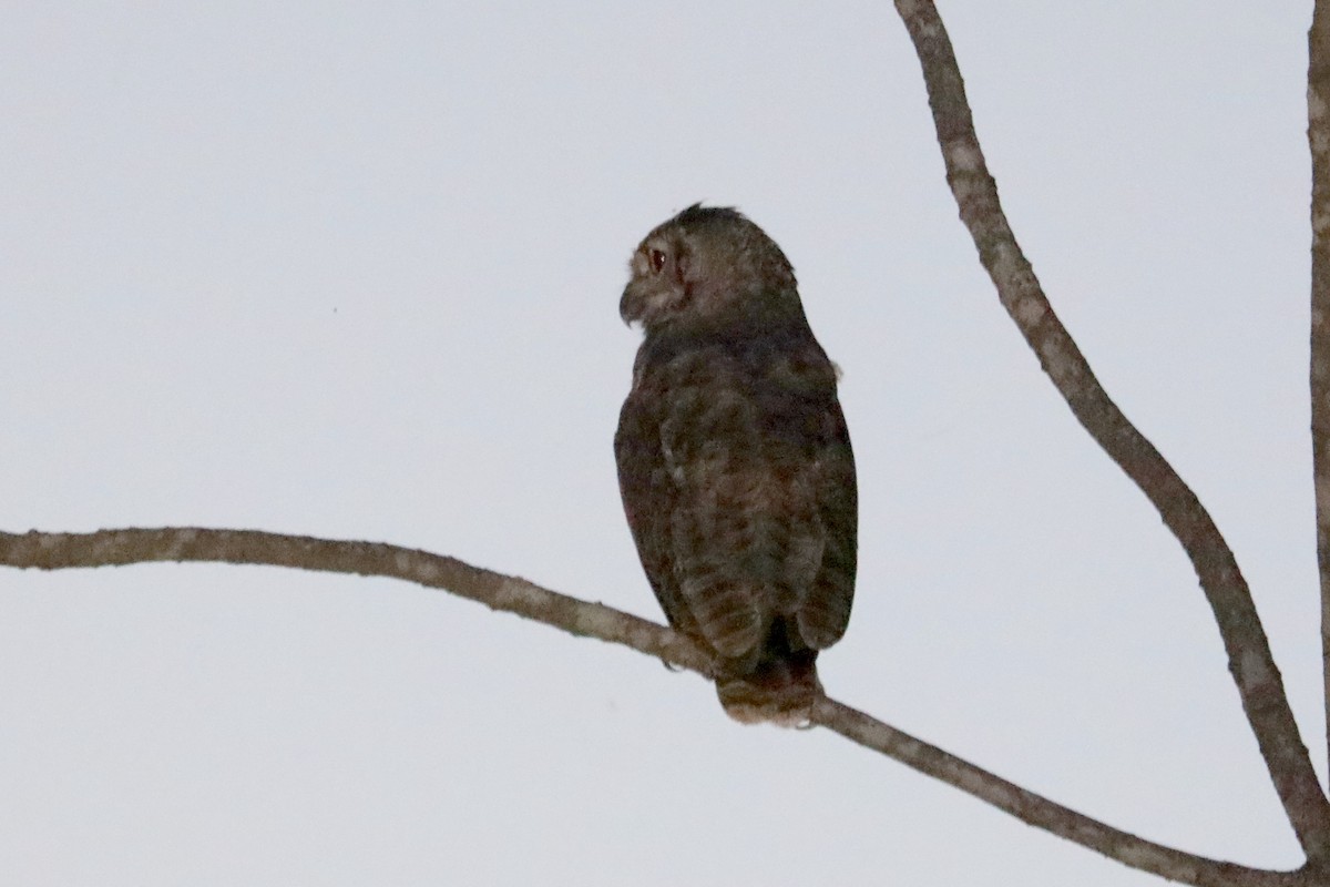 Striped Owl - Stephen Gast