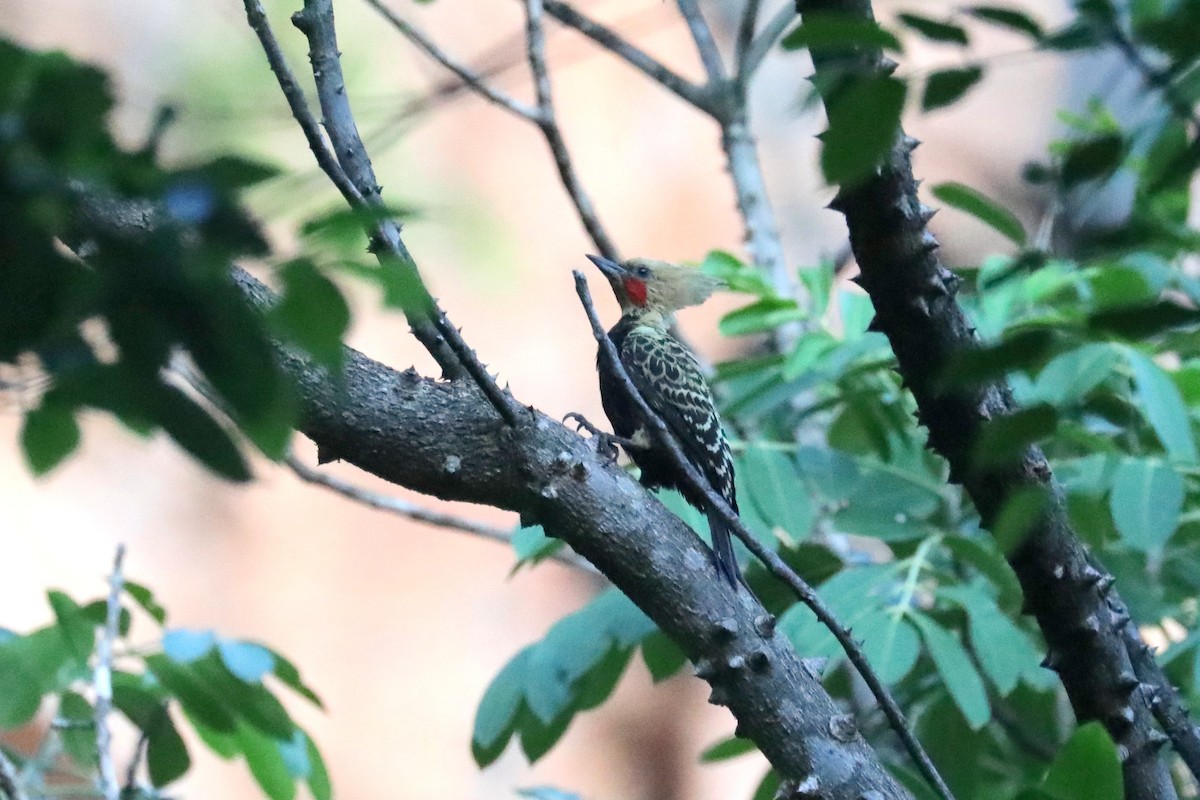 Ochre-backed Woodpecker - Stephen Gast