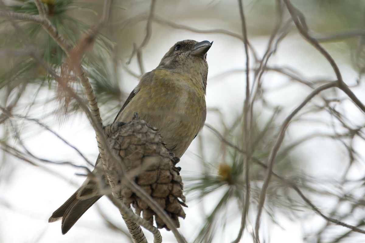 Red Crossbill - ML616757202