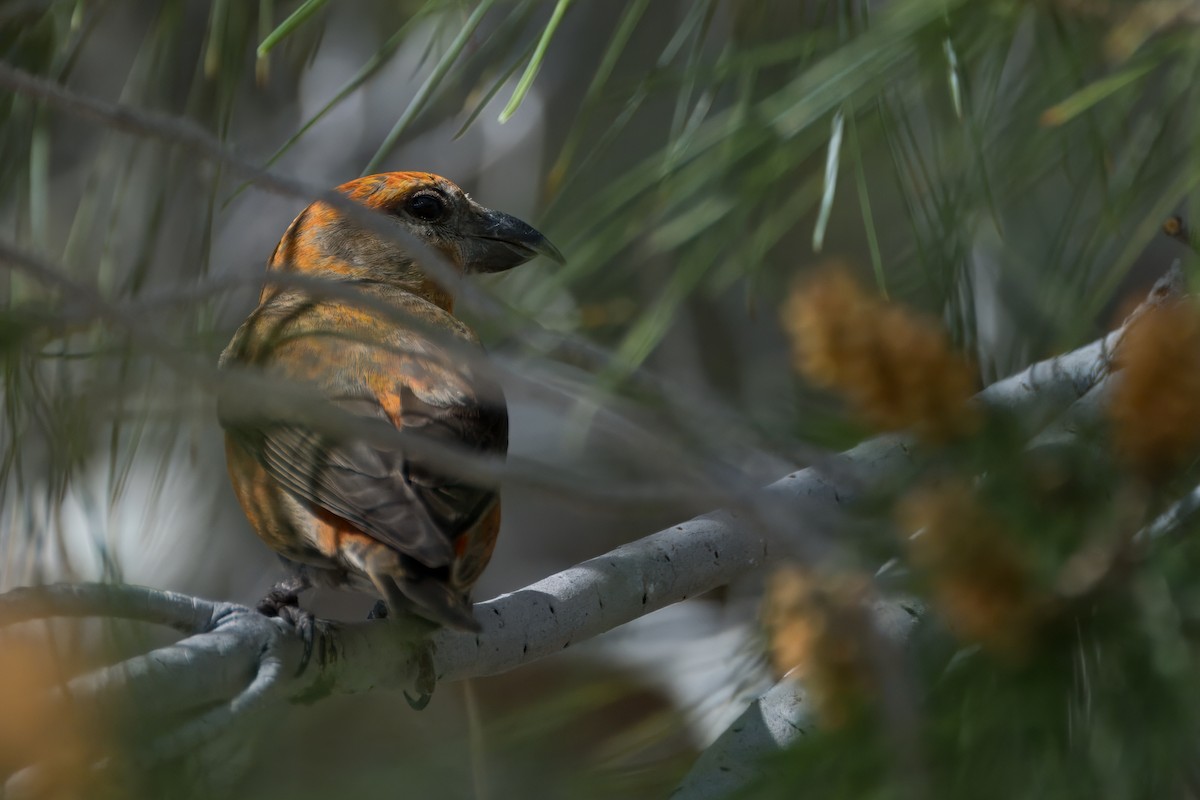 Red Crossbill - ML616757207