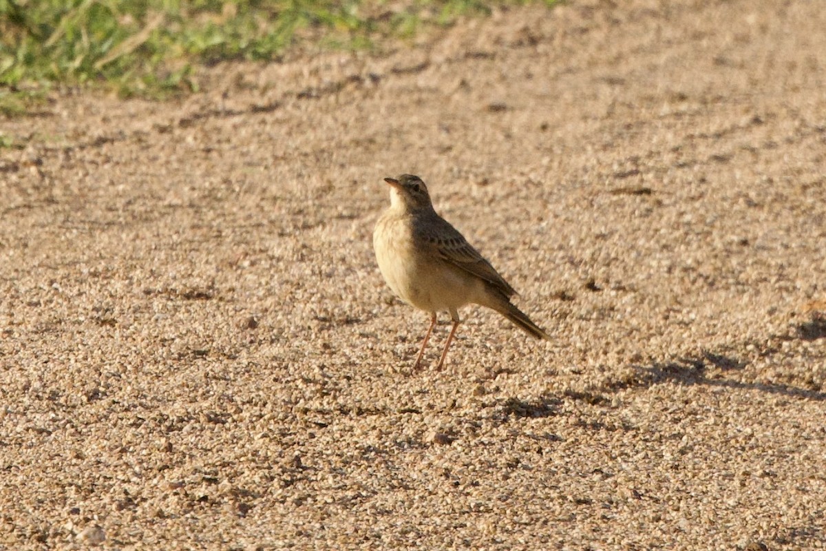 African Pipit - ML616757208