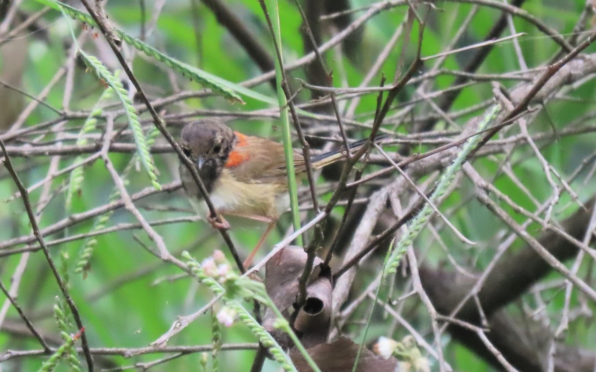 Red-backed Fairywren - David Niland