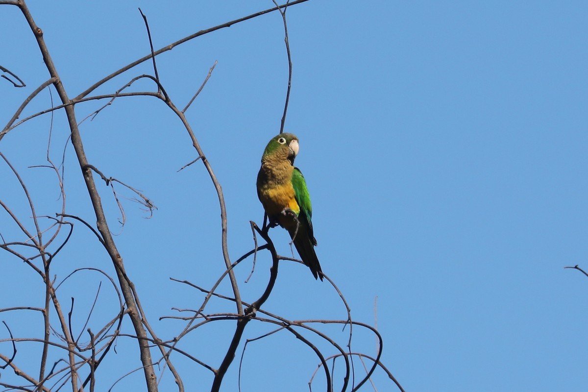 Cactus Parakeet - ML616757268