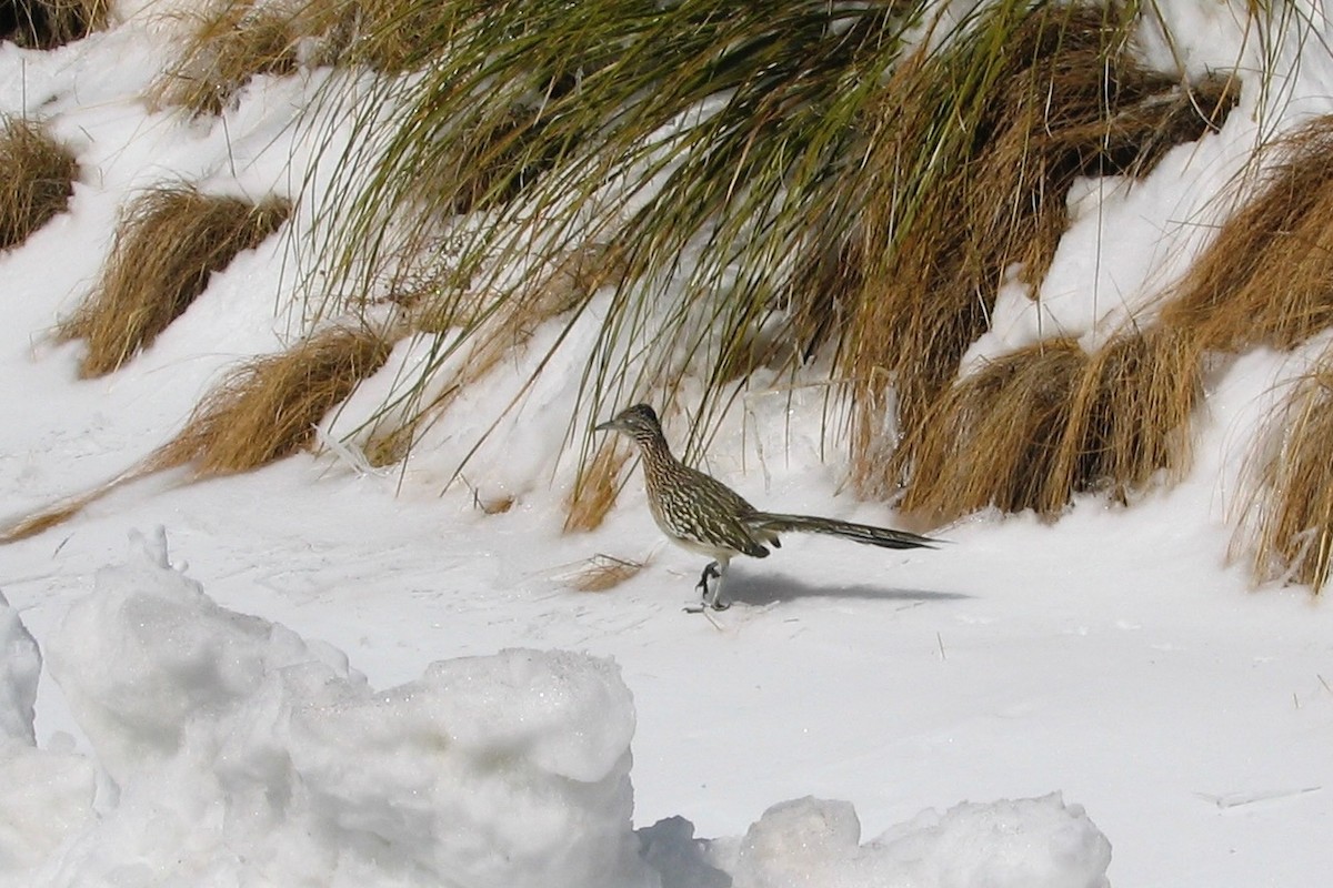 Greater Roadrunner - ML616757280