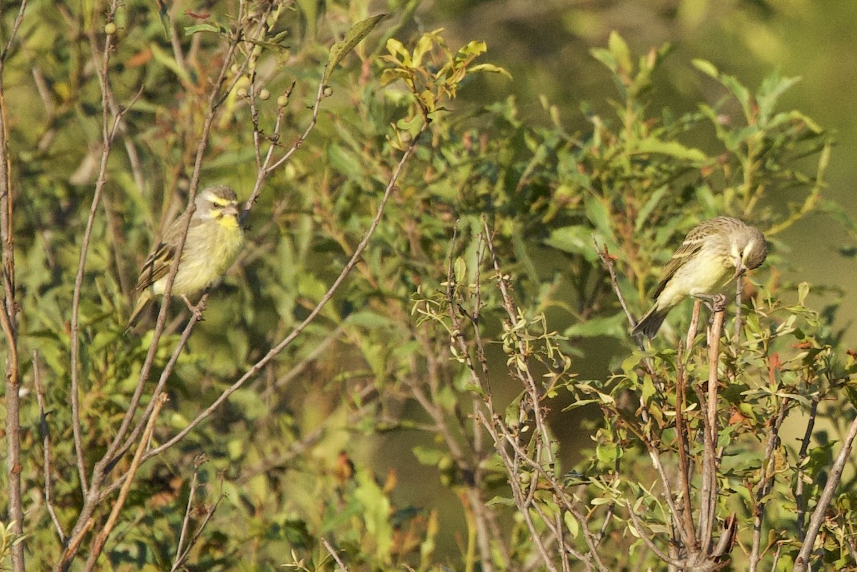 Yellow-fronted Canary - ML616757319