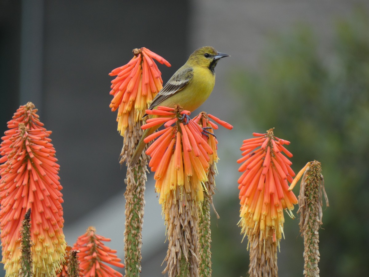 Orchard Oriole - Joseph Atkinson