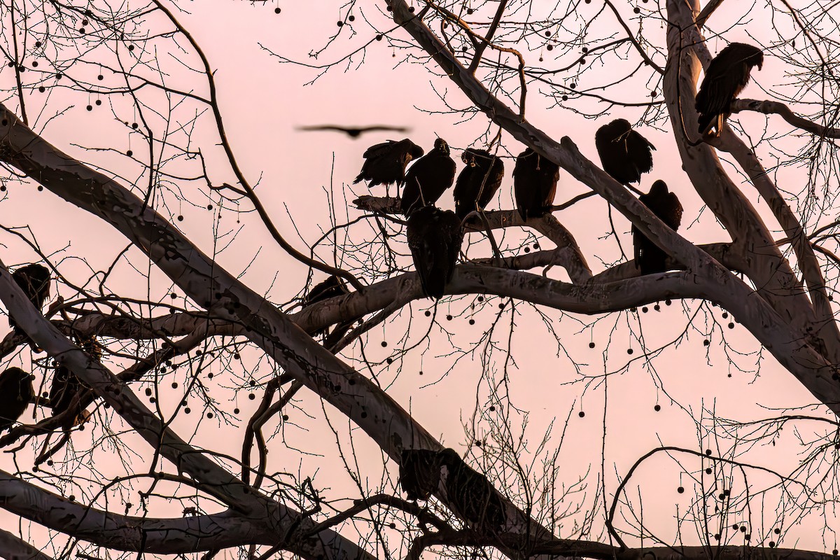 Turkey Vulture - Bob Church