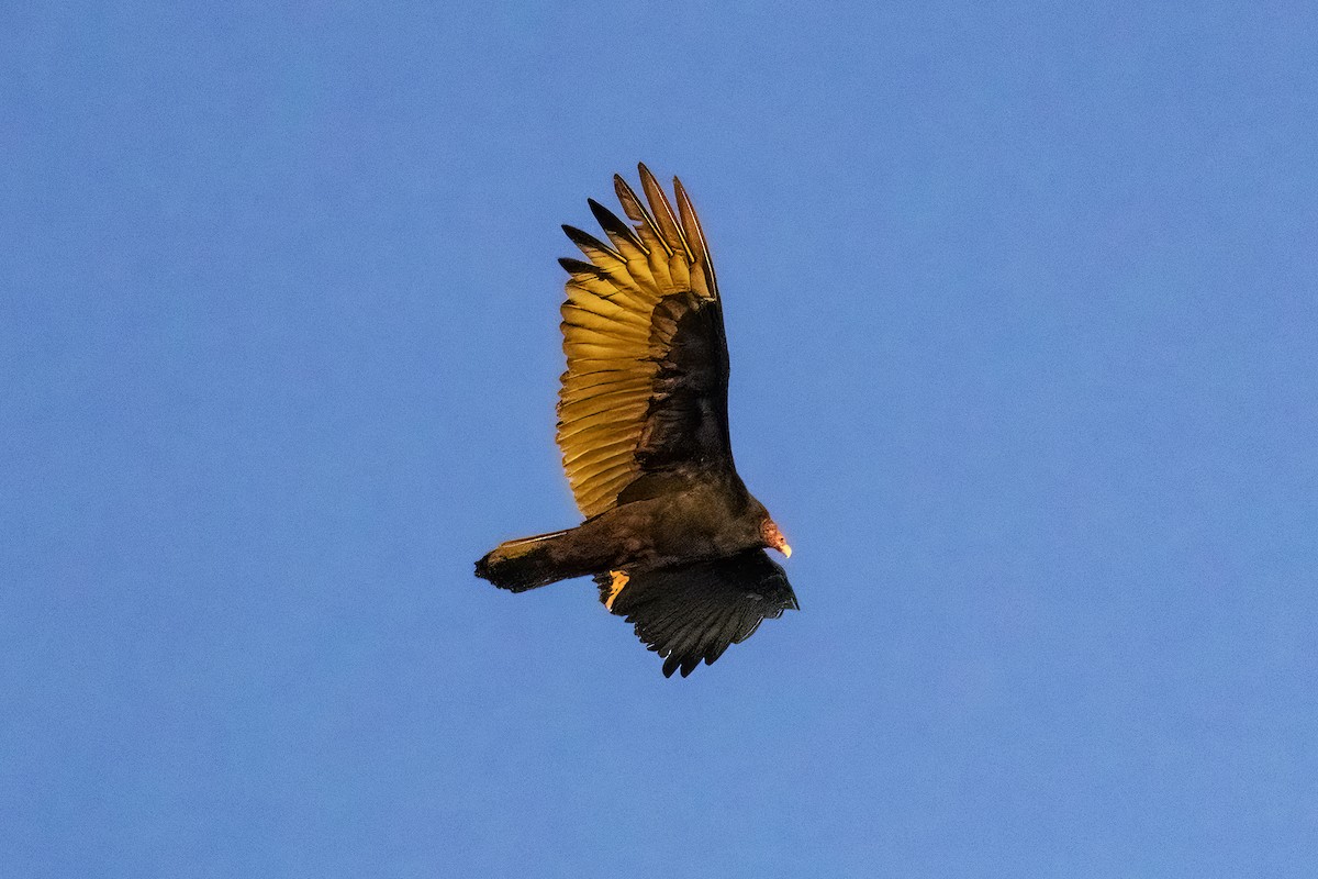 Turkey Vulture - ML616757497