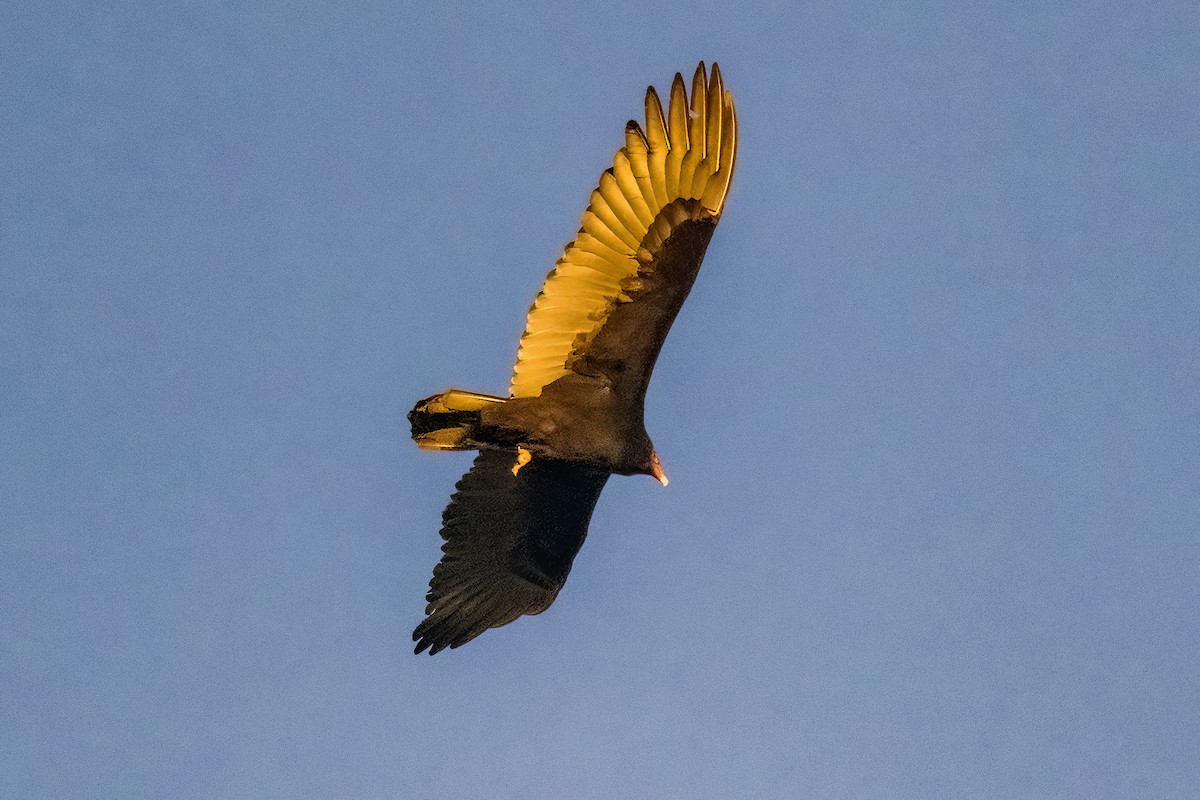 Turkey Vulture - ML616757498