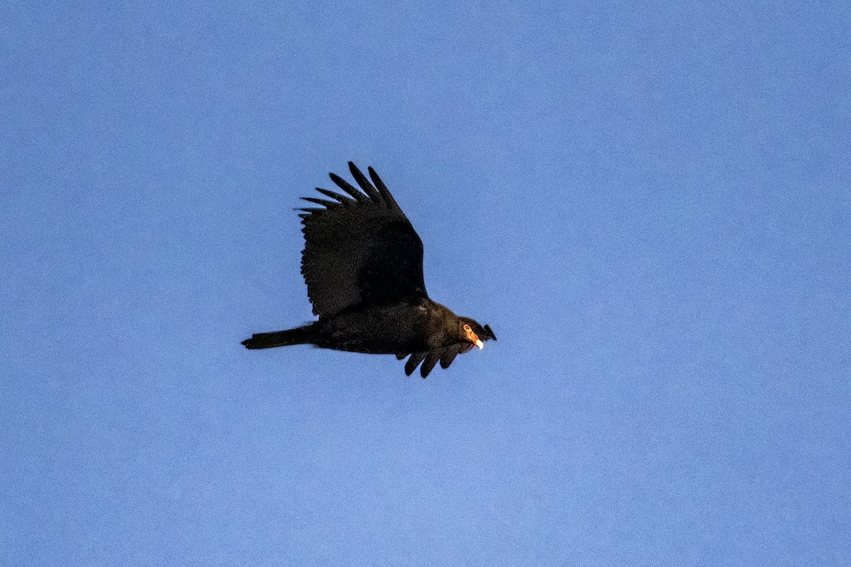 Turkey Vulture - ML616757499