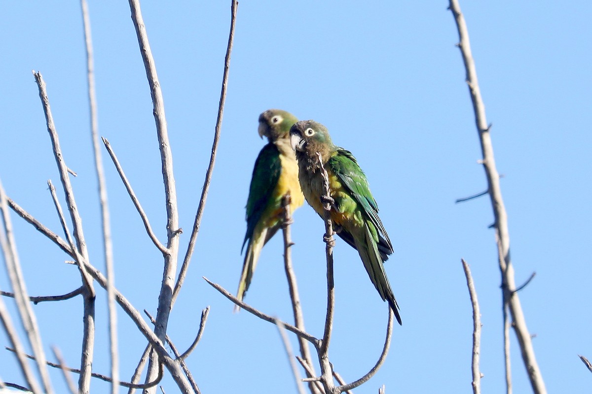 Cactus Parakeet - ML616757505