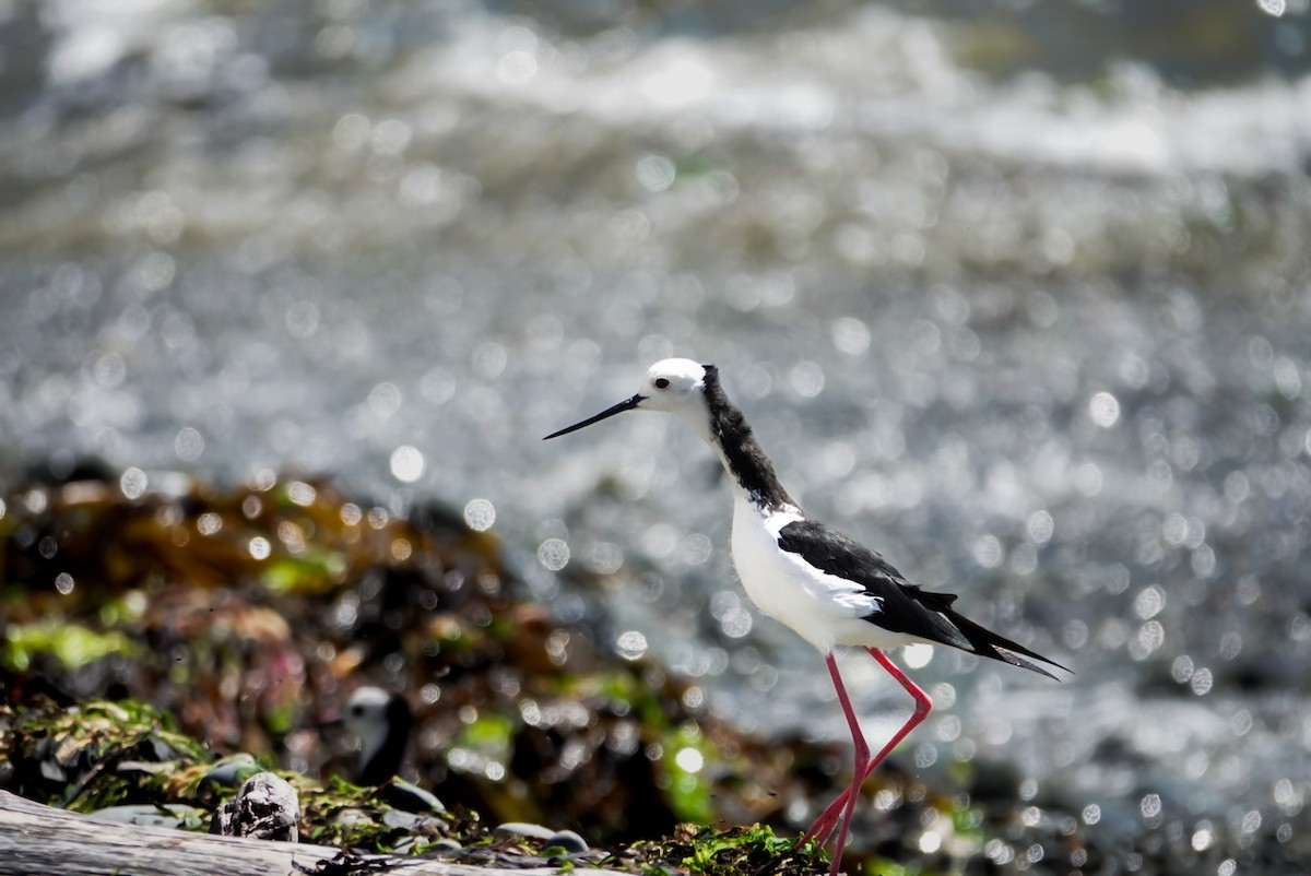 Pied Stilt - ML616757526