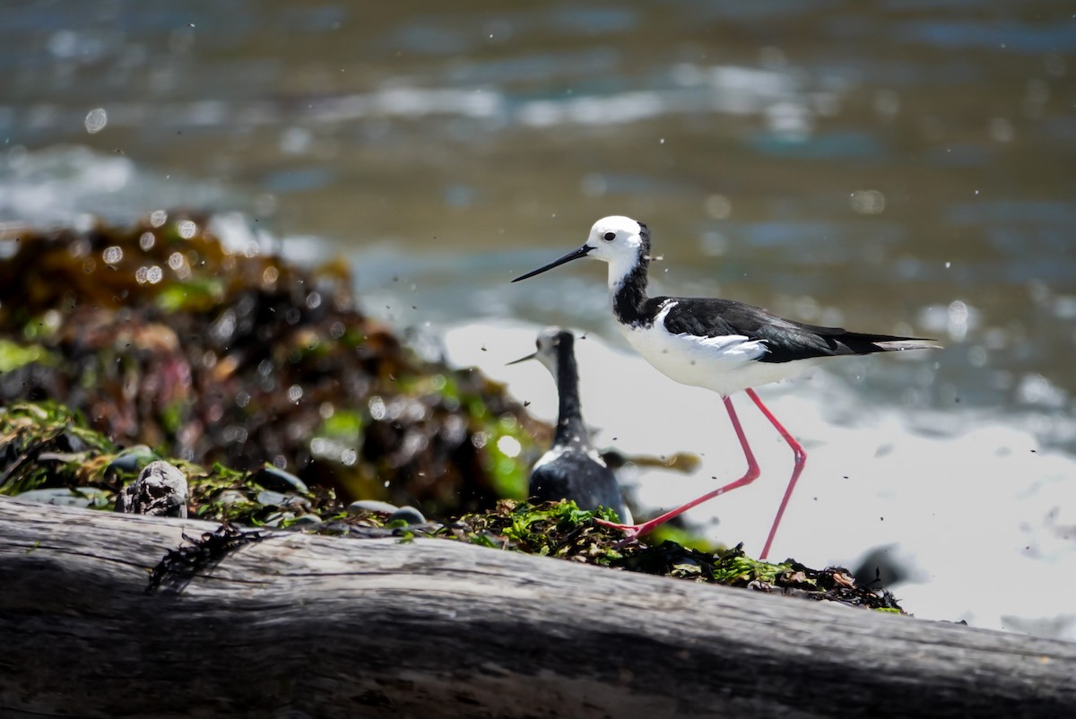 Pied Stilt - ML616757527