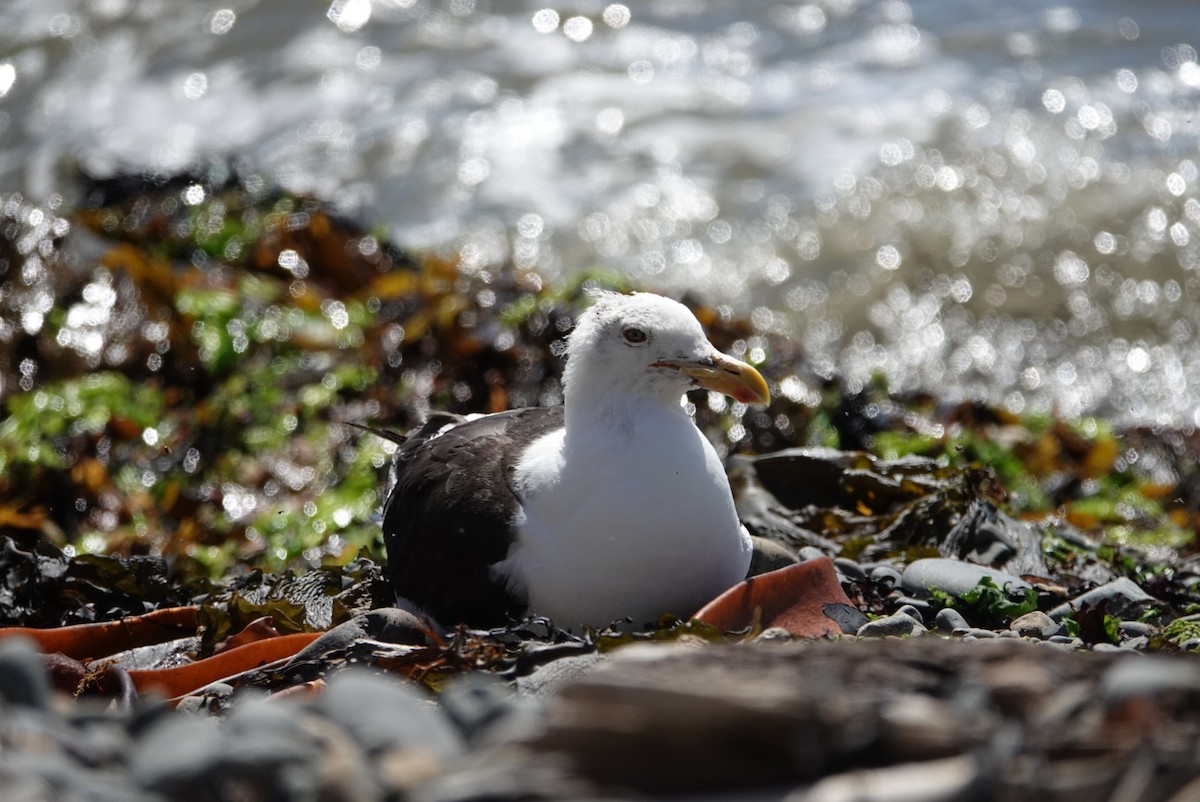 Kelp Gull - ML616757533