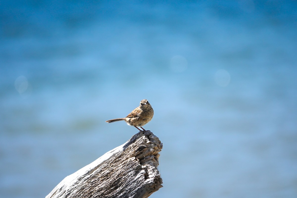 New Zealand Pipit - ML616757543