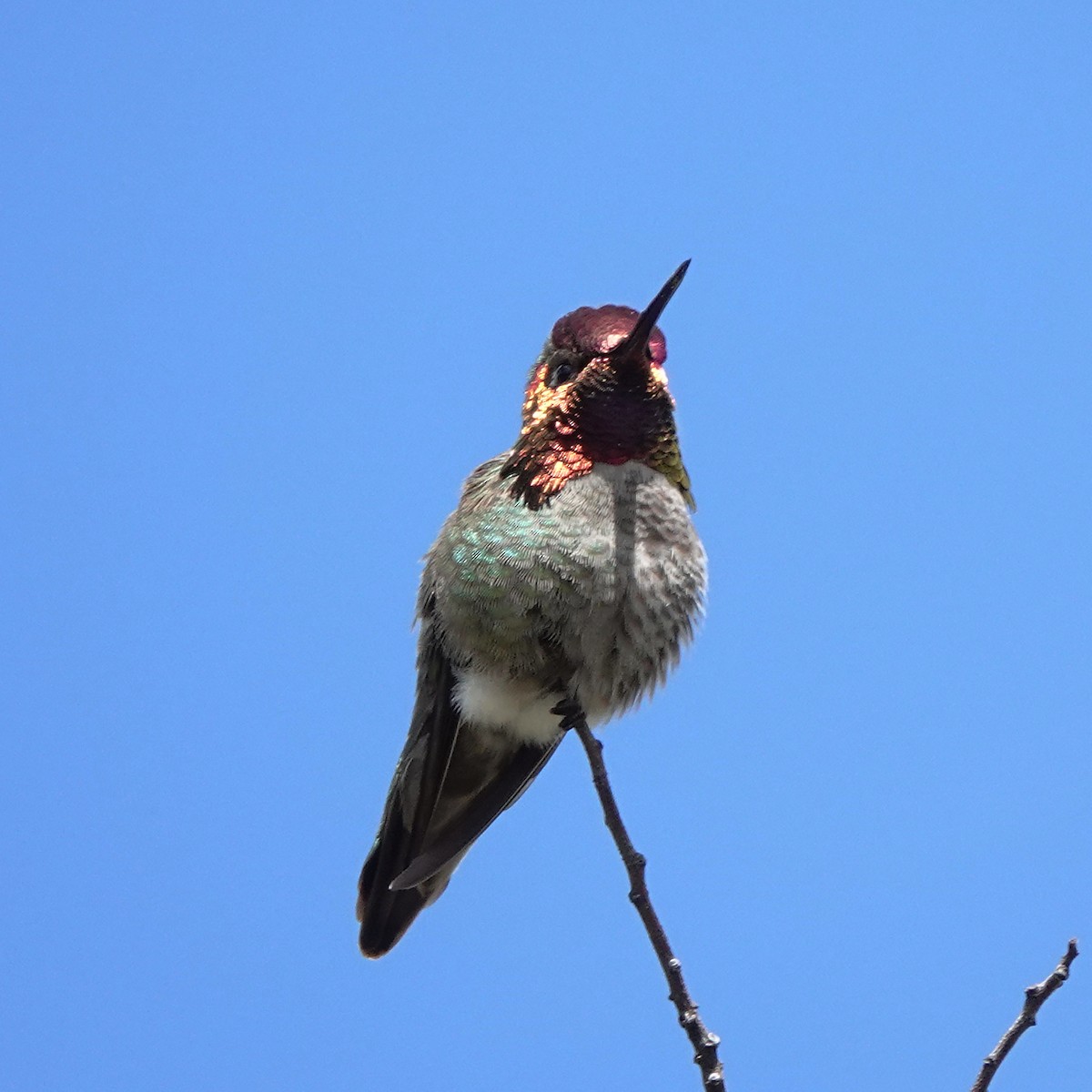 Anna's Hummingbird - ML616757546