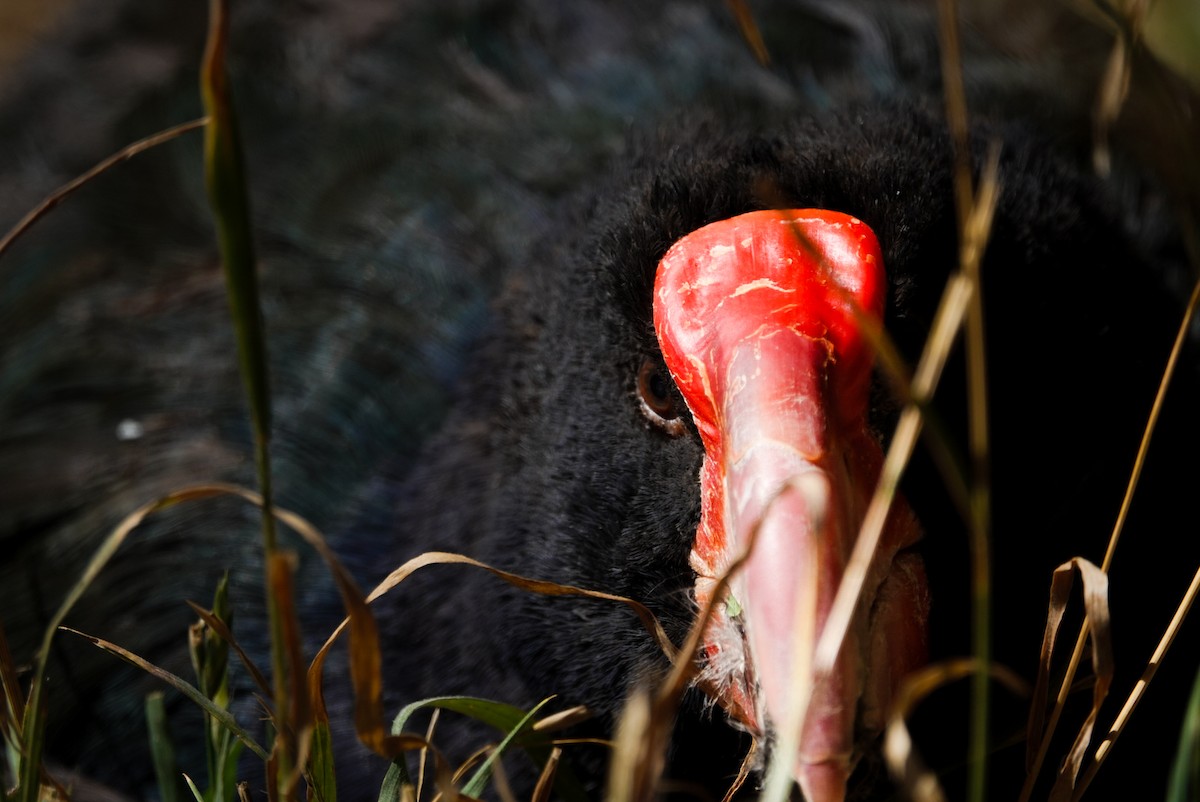 South Island Takahe - Alfie Benbow