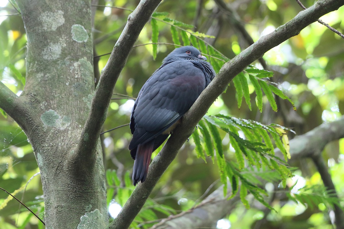 New Caledonian Imperial-Pigeon - Mark Stanley