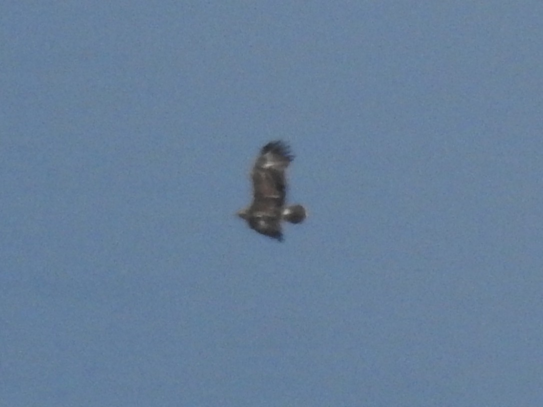 Lesser Spotted Eagle - Aris Vouros