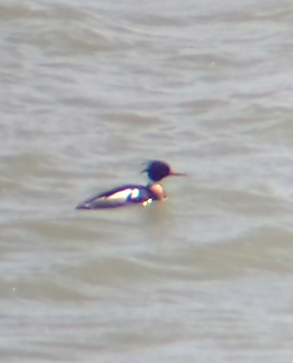 Red-breasted Merganser - ML616757728