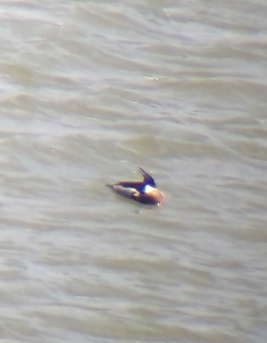 Red-breasted Merganser - ML616757729