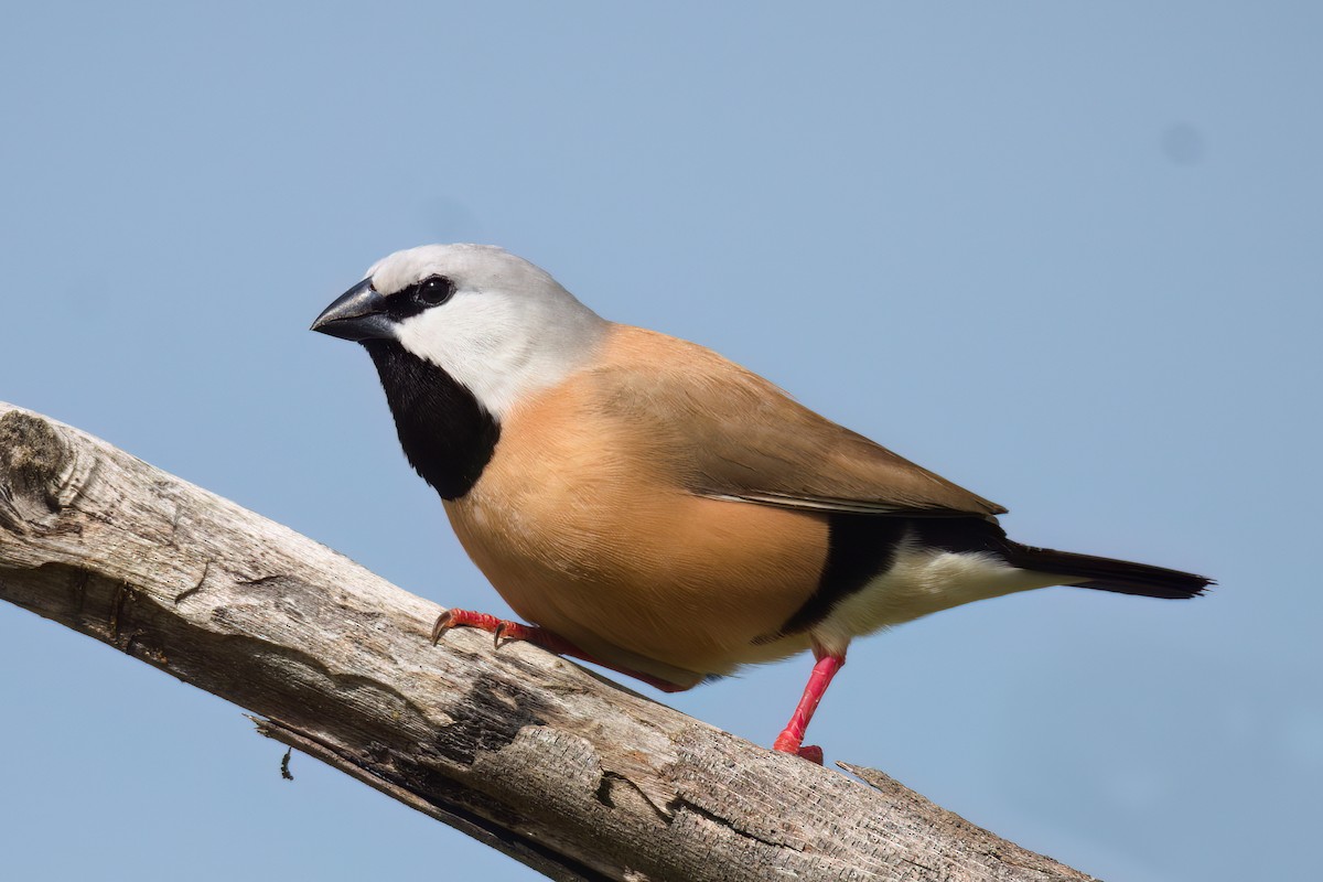 Black-throated Finch - Nik Mulconray