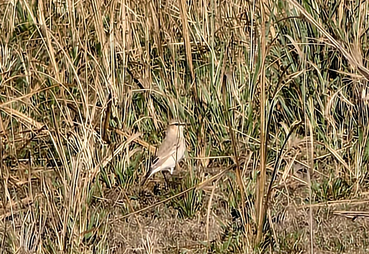 Isabelline Wheatear - ML616757764