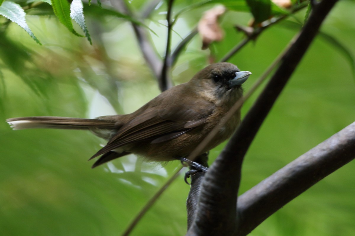 Southern Shrikebill - Mark Stanley