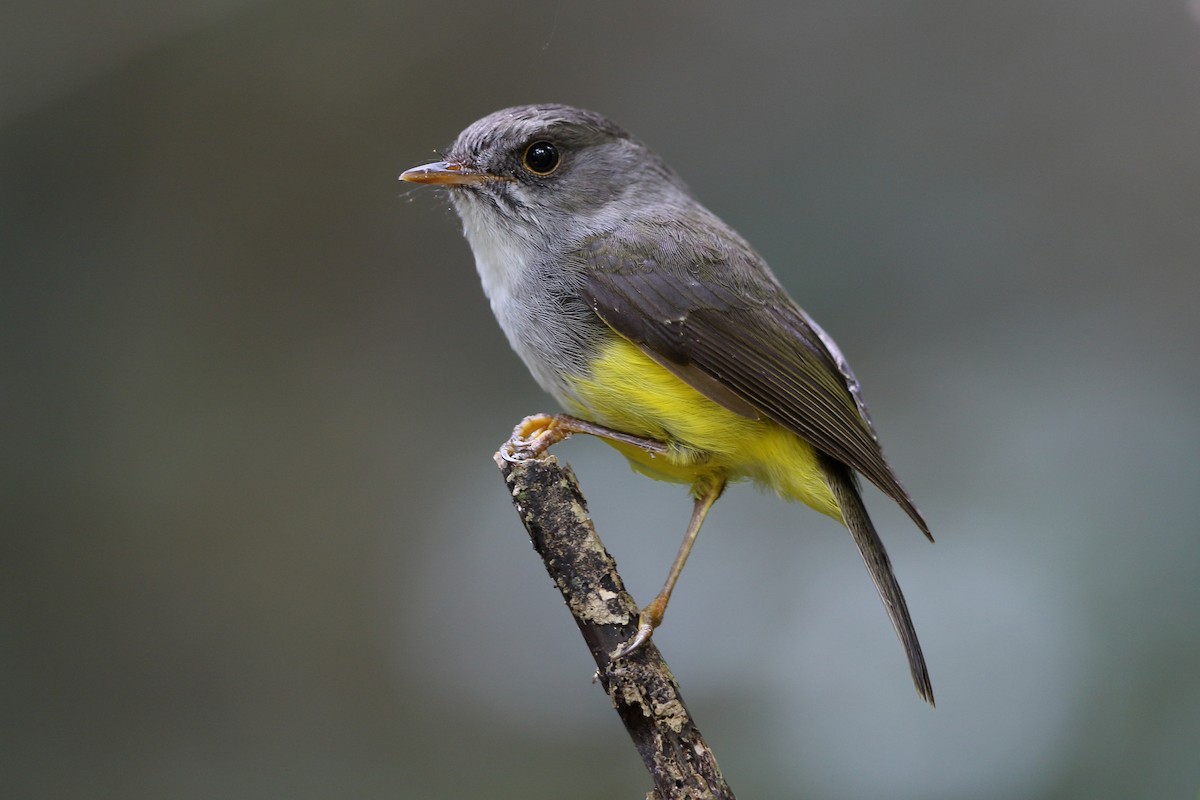 Yellow-bellied Flyrobin - ML616757781