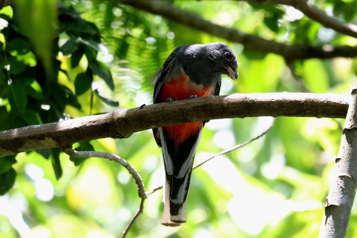 Surucua Trogon - ML616757823