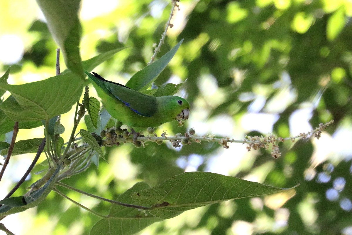 Cobalt-rumped Parrotlet - ML616757825