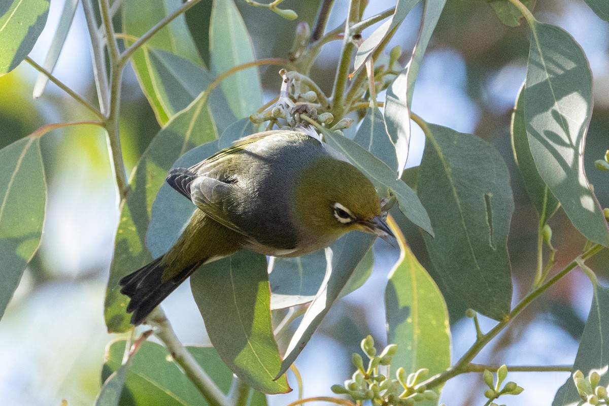 Silvereye - Richard and Margaret Alcorn