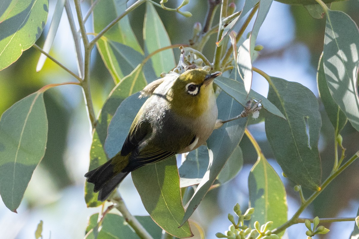 Silvereye - Richard and Margaret Alcorn