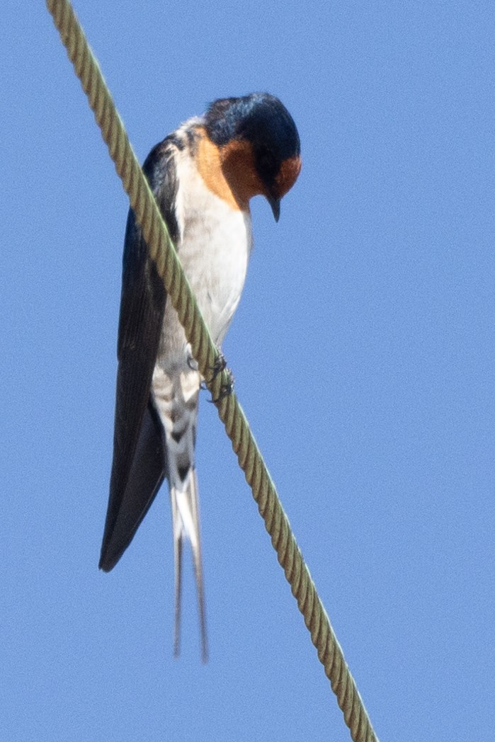 Golondrina Australiana - ML616757856