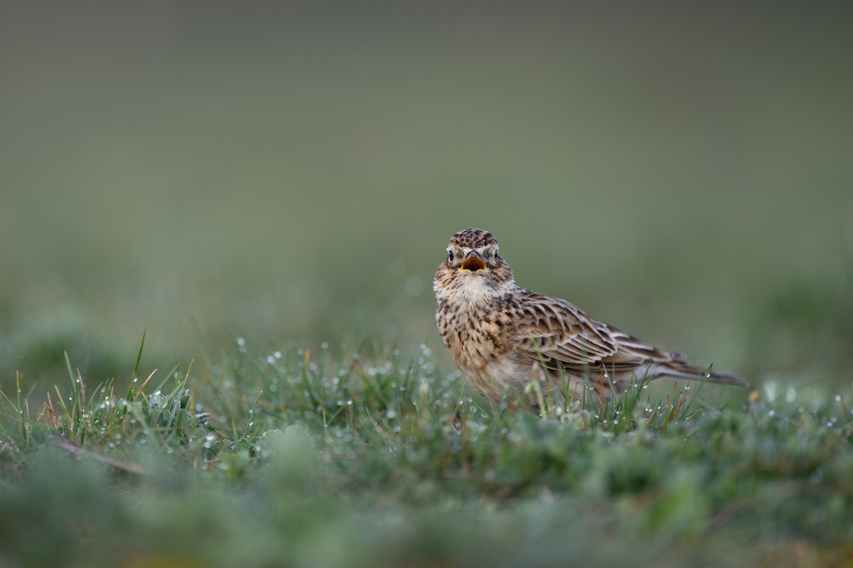 Eurasian Skylark - ML616757917