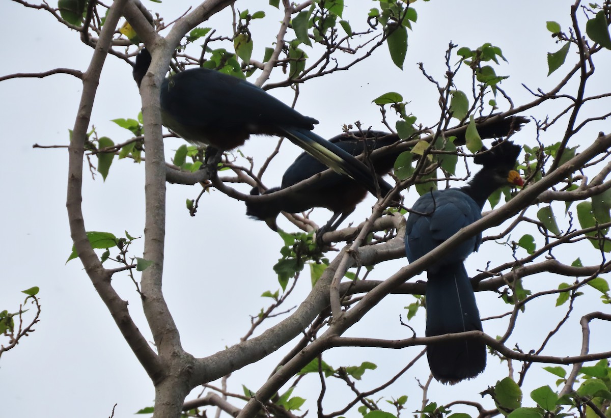 Great Blue Turaco - ML616757961