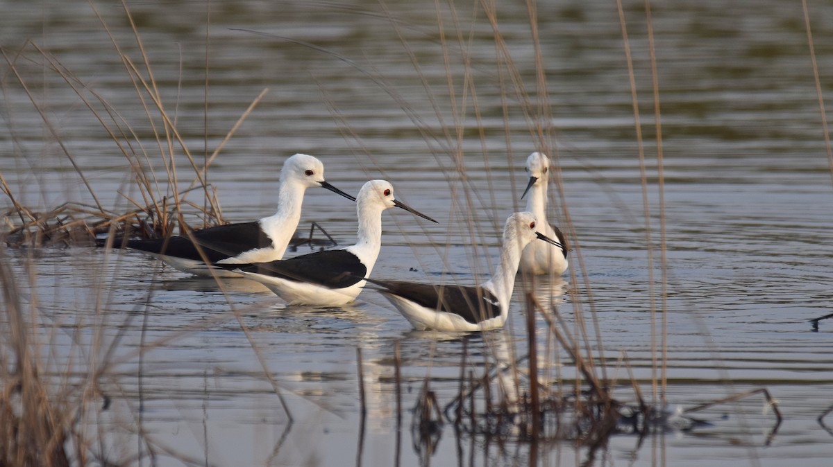 Black-winged Stilt - ML616758037