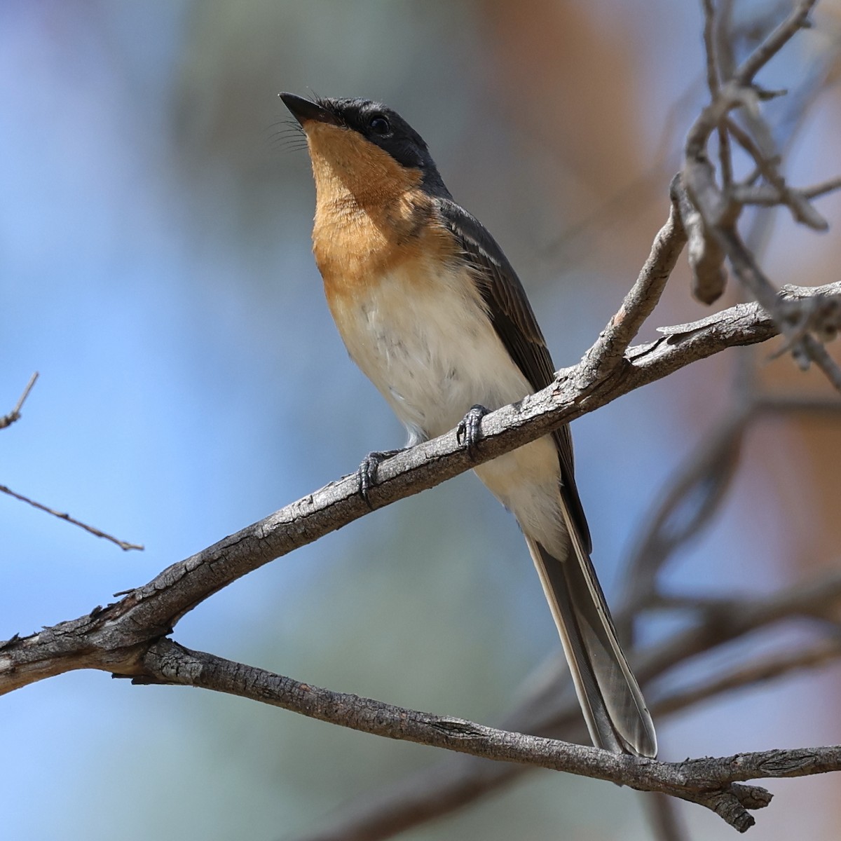 Leaden Flycatcher - ML616758077