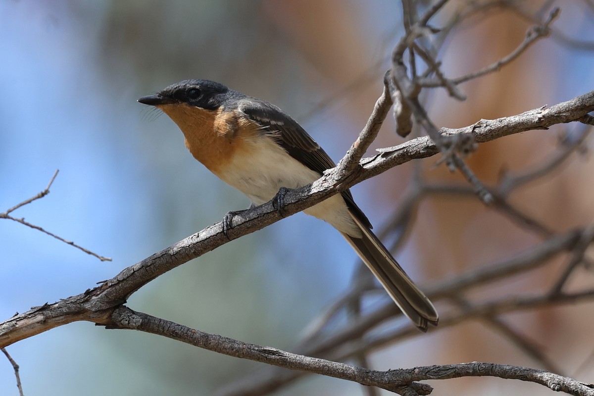 Leaden Flycatcher - ML616758078