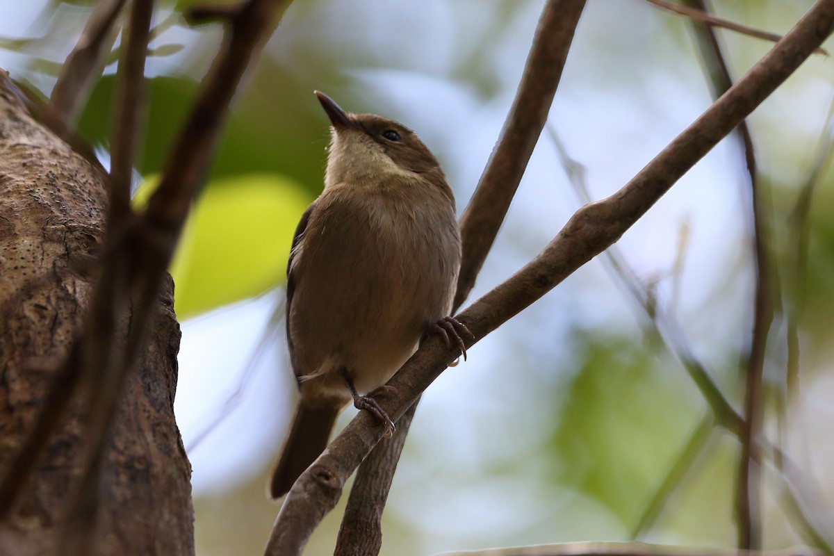 New Caledonian Whistler - Mark Stanley