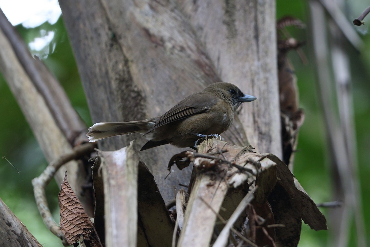 Southern Shrikebill - Mark Stanley